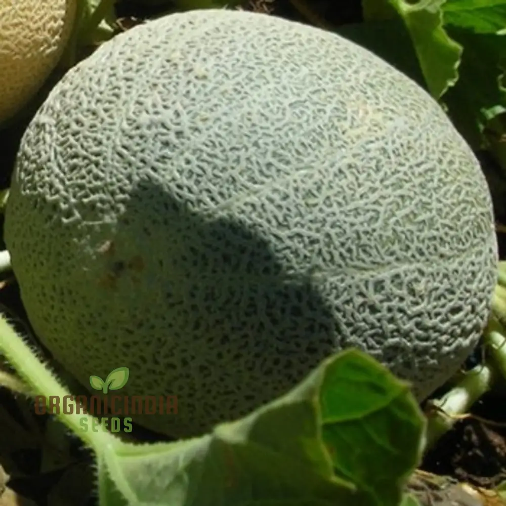 Blenehim Orange Melon Seeds - Sweet and Juicy Heirloom Variety for Your Garden - Image 3