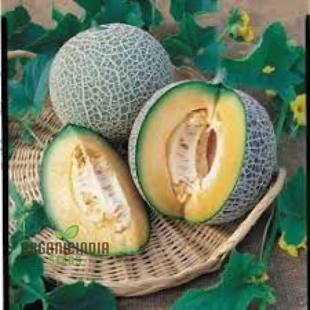 Blenehim Orange Melon Seeds - Sweet and Juicy Heirloom Variety for Your Garden - Image 4