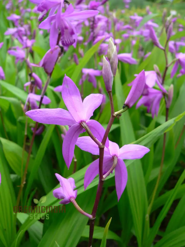 Bletilla Striata Seeds For Planting, Grow Your Own Hardy Orchid for a Stunning Garden Display