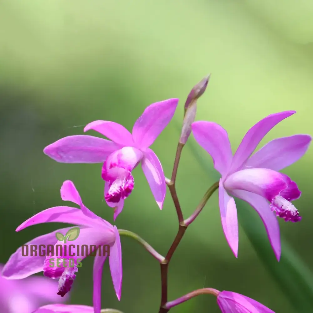 Bletilla Striata Seeds For Planting, Grow Your Own Hardy Orchid for a Stunning Garden Display - Image 3