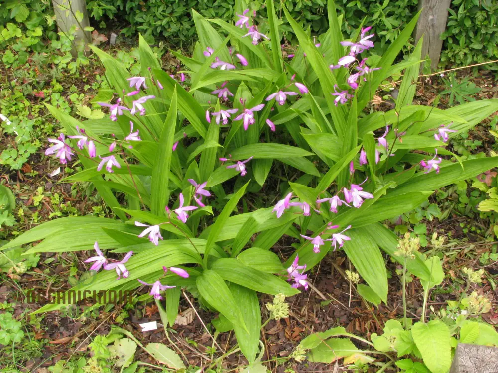 Bletilla Striata Seeds For Planting, Grow Your Own Hardy Orchid for a Stunning Garden Display - Image 4