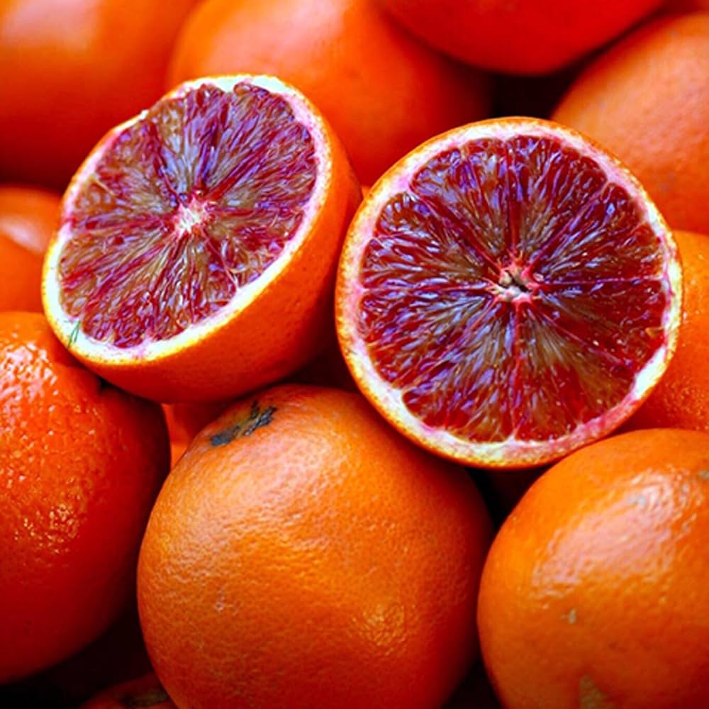 Blood Orange Seeds for Planting – Grow Sweet & Juicy Red-Fleshed Oranges - Image 2