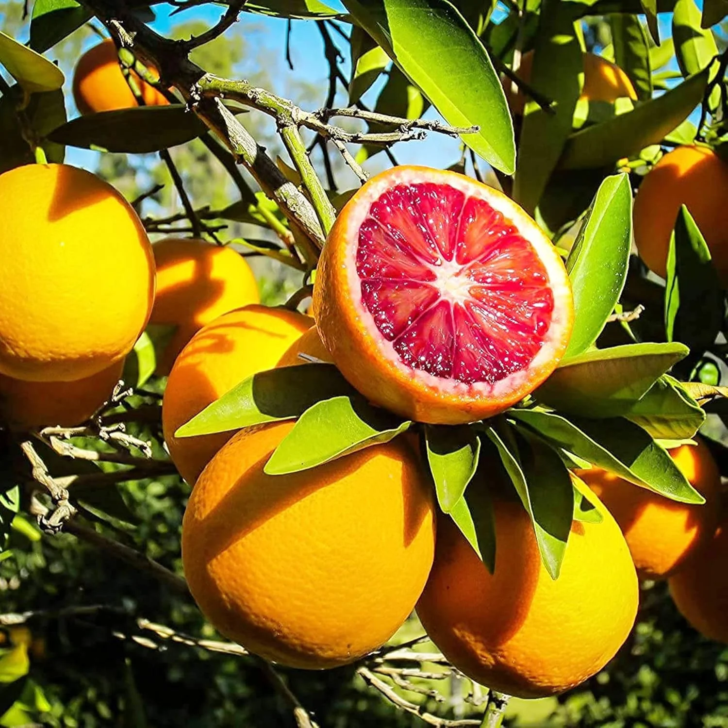 Blood Orange Tree Seeds Fast Growing, Rich in Vitamin C, Juicy, GMO Free, Ideal for Containers, Patio, Indoor And Outdoor