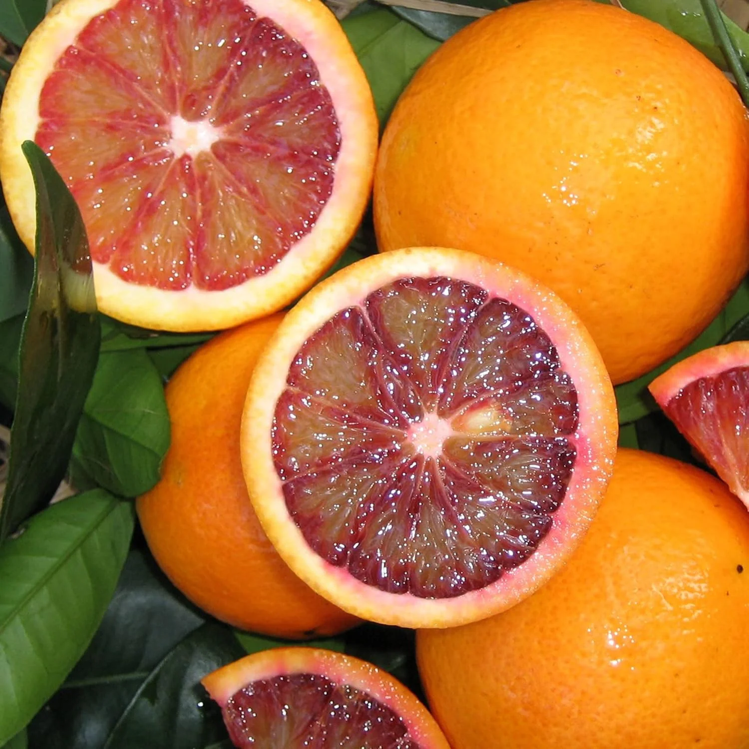 Blood Orange Tree Seeds Fast Growing, Rich in Vitamin C, Juicy, GMO Free, Ideal for Containers, Patio, Indoor And Outdoor - Image 3