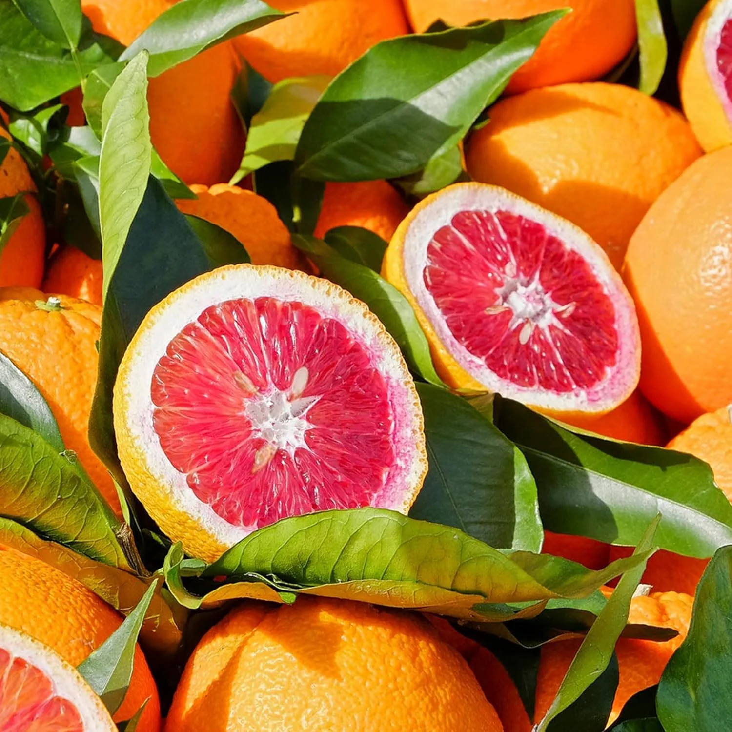 Blood Orange Tree Seeds Fast Growing, Rich in Vitamin C, Juicy, GMO Free, Ideal for Containers, Patio, Indoor And Outdoor - Image 4