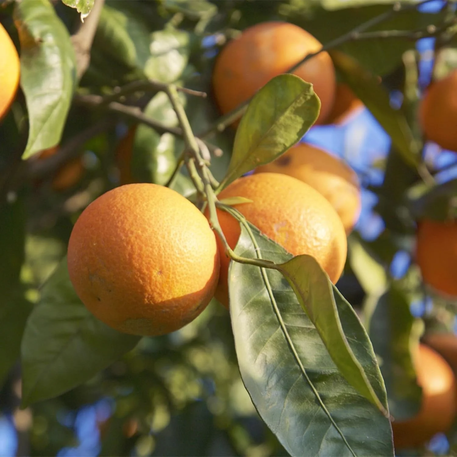 Blood Orange Tree Seeds Fast Growing, Rich in Vitamin C, Juicy, GMO Free, Ideal for Containers, Patio, Indoor And Outdoor - Image 6