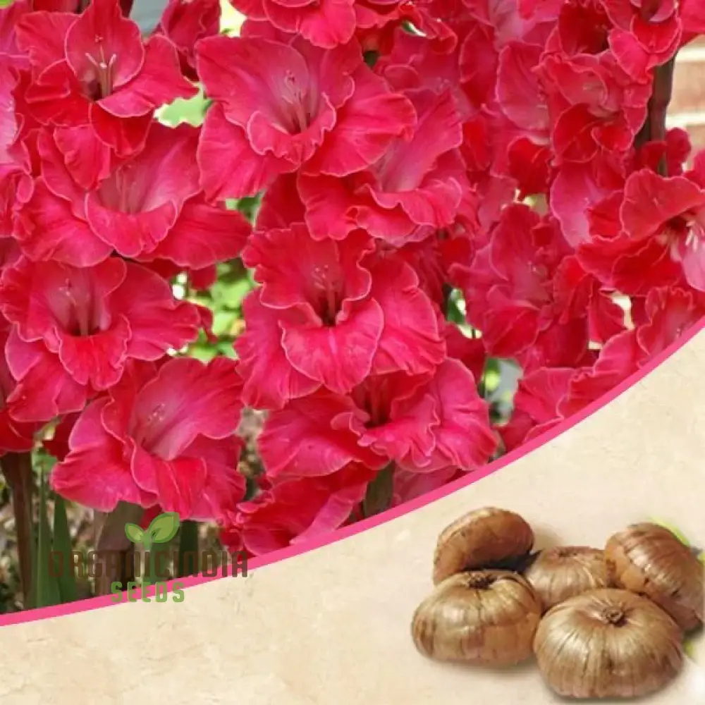 Blooming Beauty Gladiolus Flower Bulbs for Gardening and Planting (3 Bulbs For Planting) - Image 10