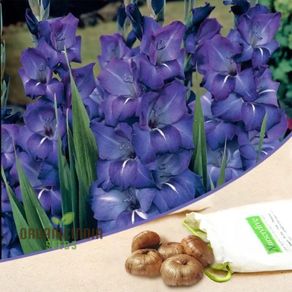 Blooming Beauty Gladiolus Flower Bulbs for Gardening and Planting (3 Bulbs For Planting) - Image 11