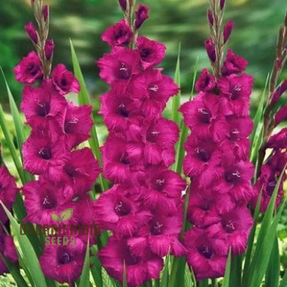 Blooming Beauty Gladiolus Flower Bulbs for Gardening and Planting (3 Bulbs For Planting) - Image 12