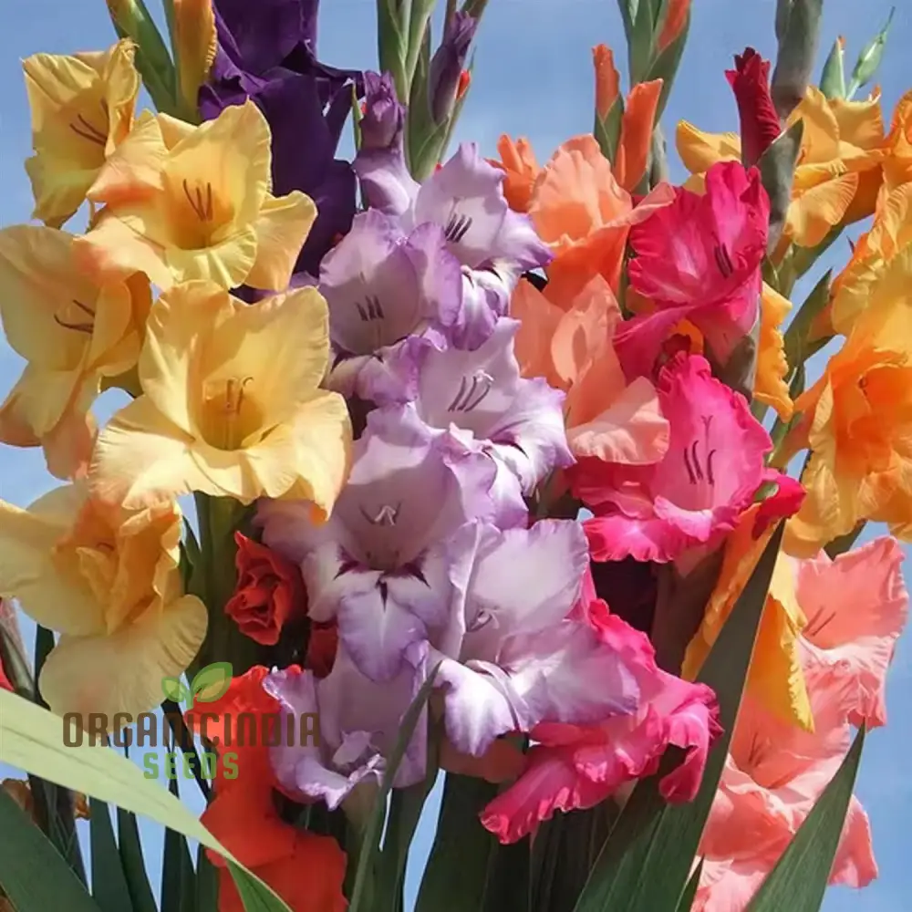 Blooming Beauty Gladiolus Flower Bulbs for Gardening and Planting (3 Bulbs For Planting) - Image 3