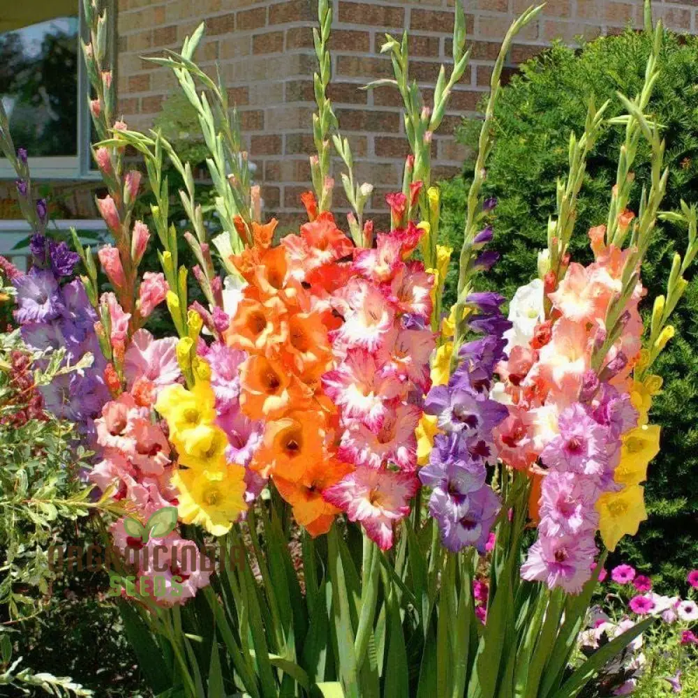 Blooming Beauty Gladiolus Flower Bulbs for Gardening and Planting (3 Bulbs For Planting) - Image 4
