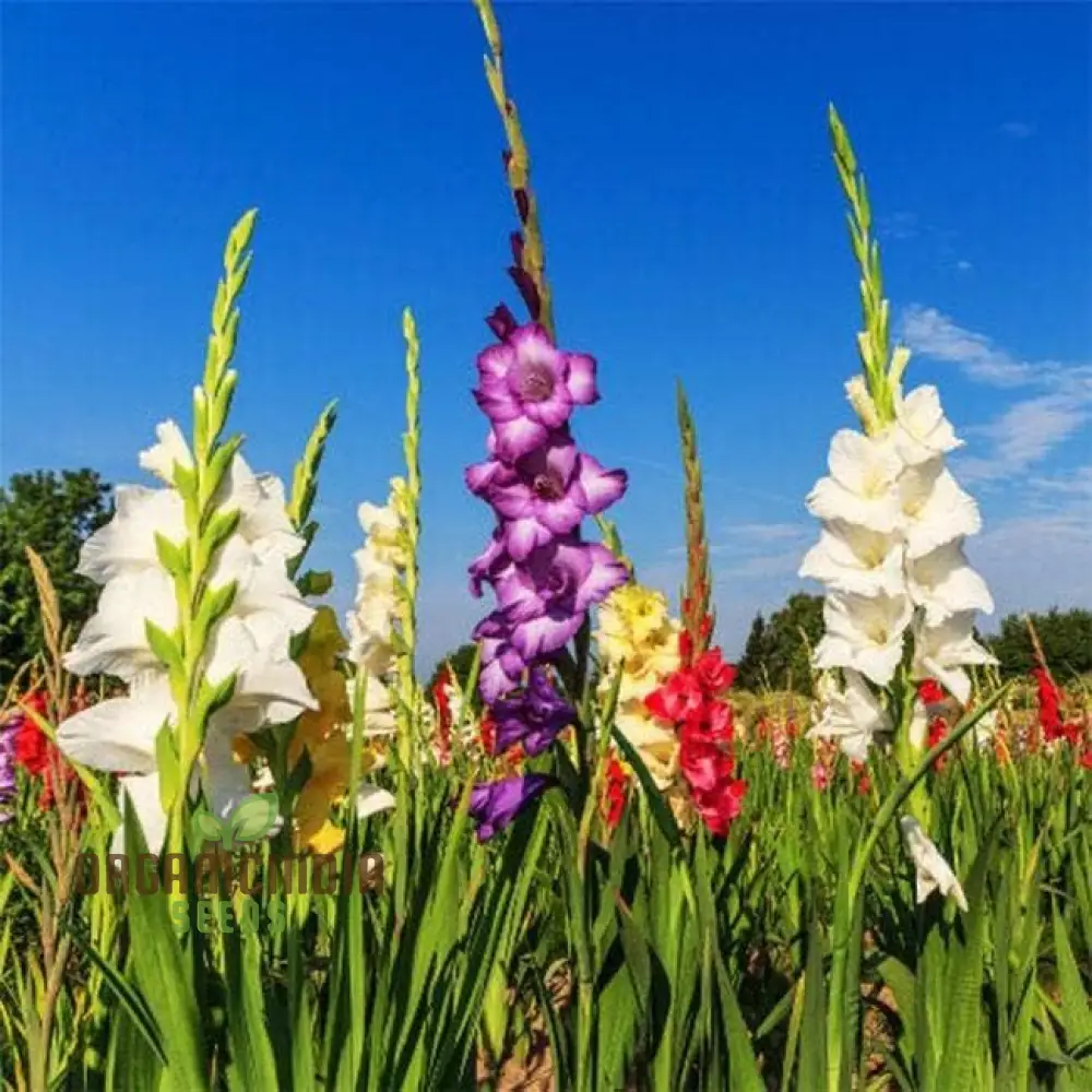 Blooming Beauty Gladiolus Flower Bulbs for Gardening and Planting (3 Bulbs For Planting) - Image 6