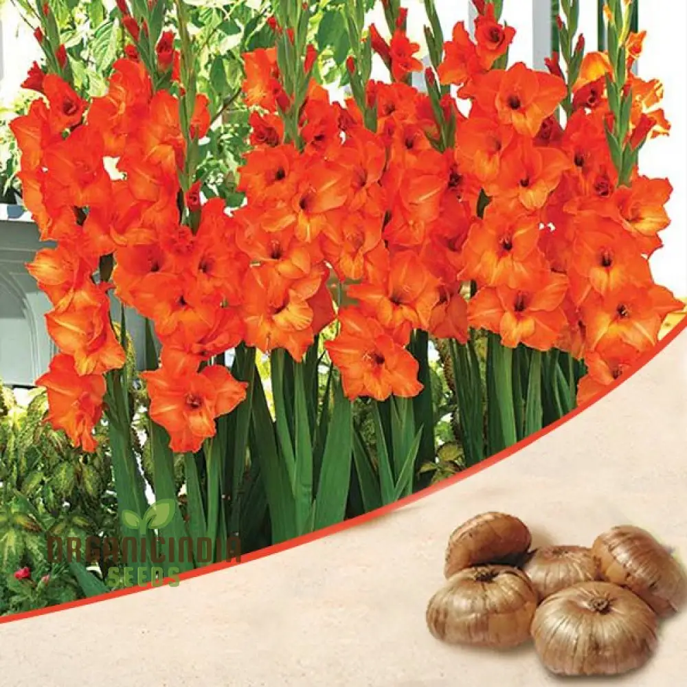 Blooming Beauty Gladiolus Flower Bulbs for Gardening and Planting (3 Bulbs For Planting) - Image 7