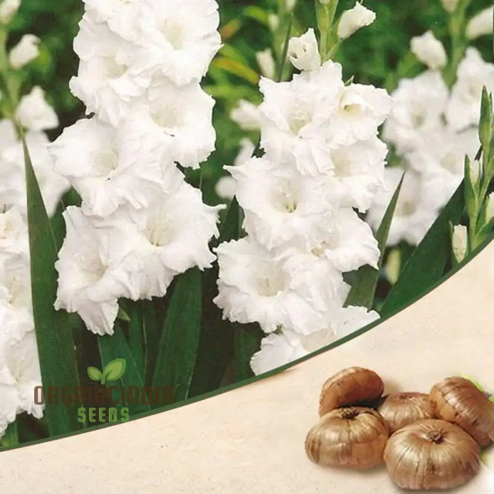 Blooming Beauty Gladiolus Flower Bulbs for Gardening and Planting (3 Bulbs For Planting) - Image 8
