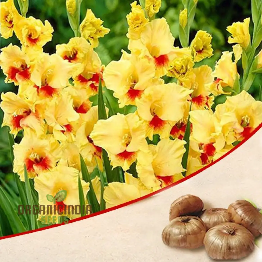 Blooming Beauty Gladiolus Flower Bulbs for Gardening and Planting (3 Bulbs For Planting) - Image 9