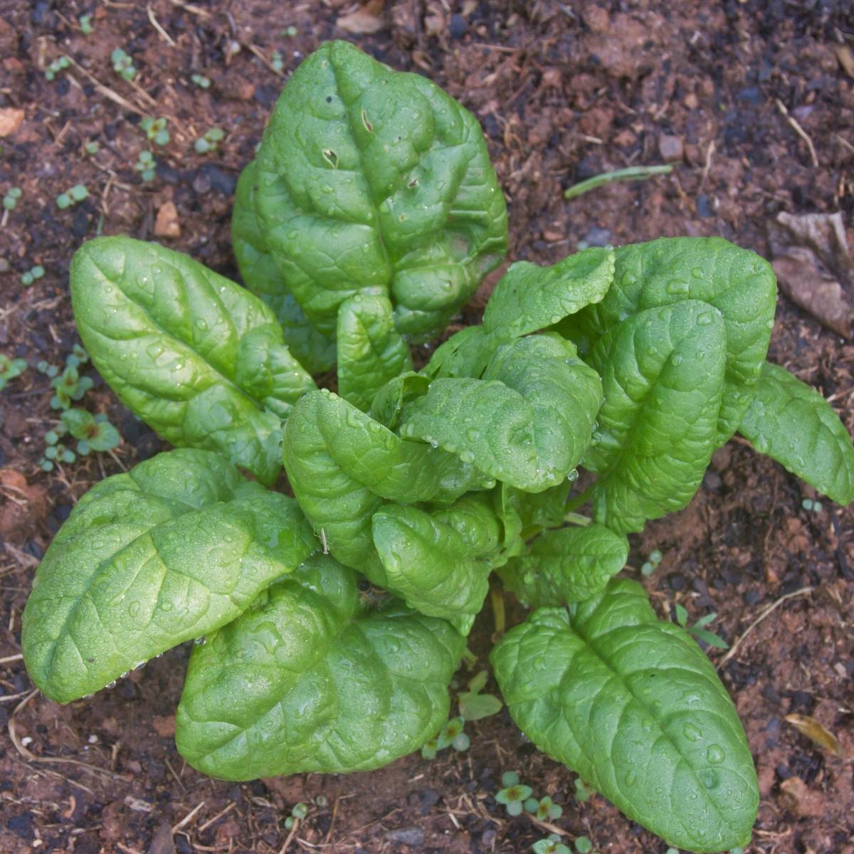 Bloomsdale Long Standing Spinach Seeds – Heirloom, Nutritious, and Cold-Hardy Variety - Image 3