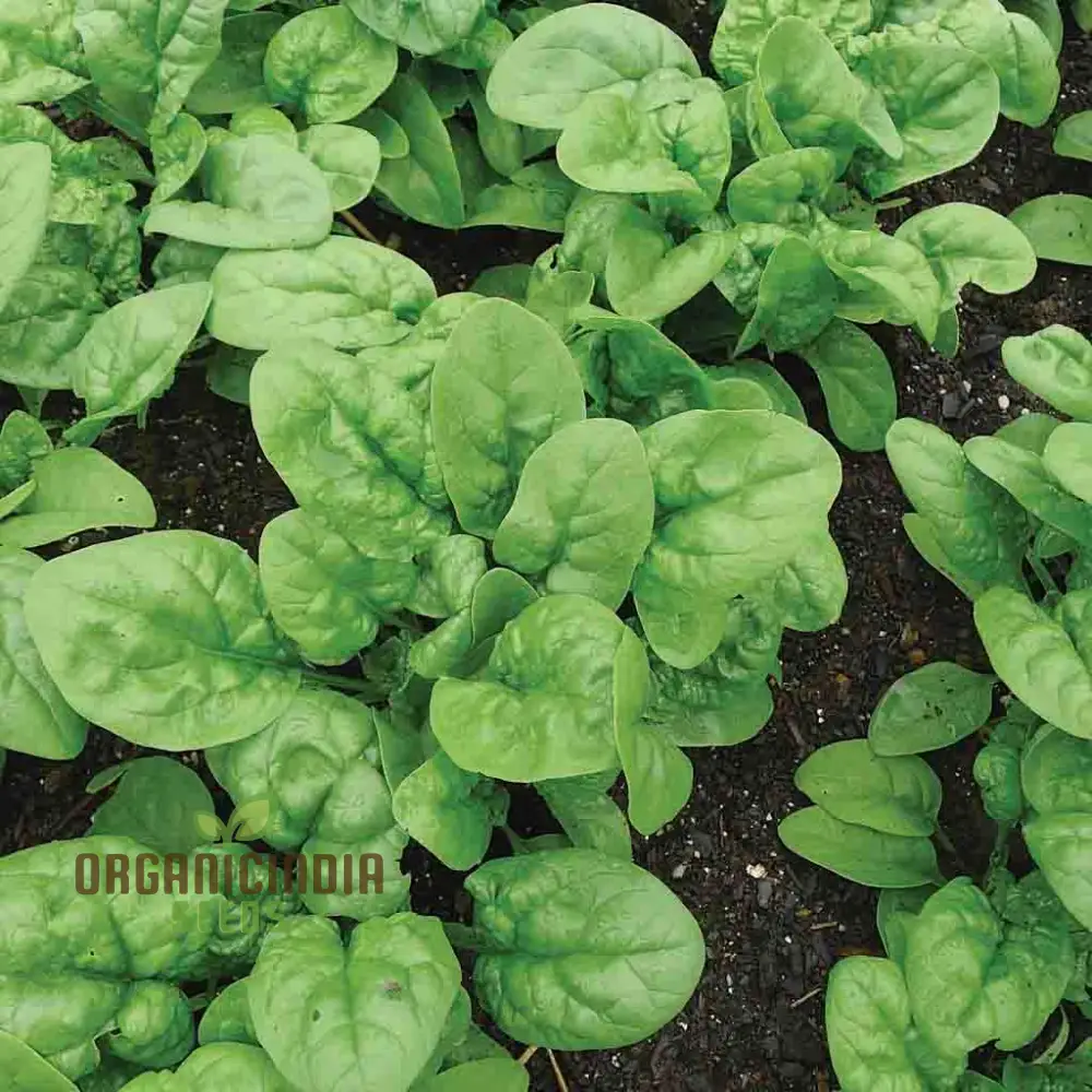 Bloomsdale Spinach Vegetable Seeds, Premium Quality Seeds for Your Garden, Ideal for Home Gardening