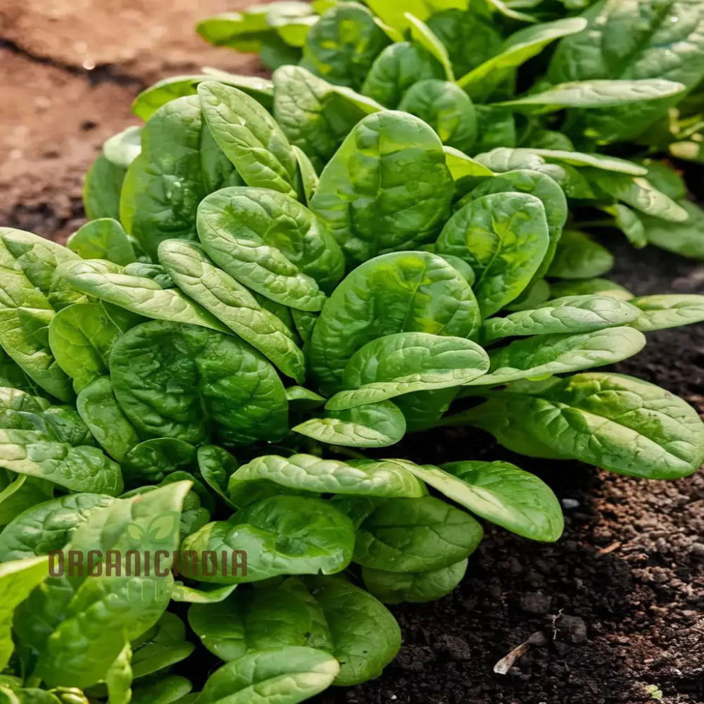 Bloomsdale Spinach Vegetable Seeds, Premium Quality Seeds for Your Garden, Ideal for Home Gardening - Image 3