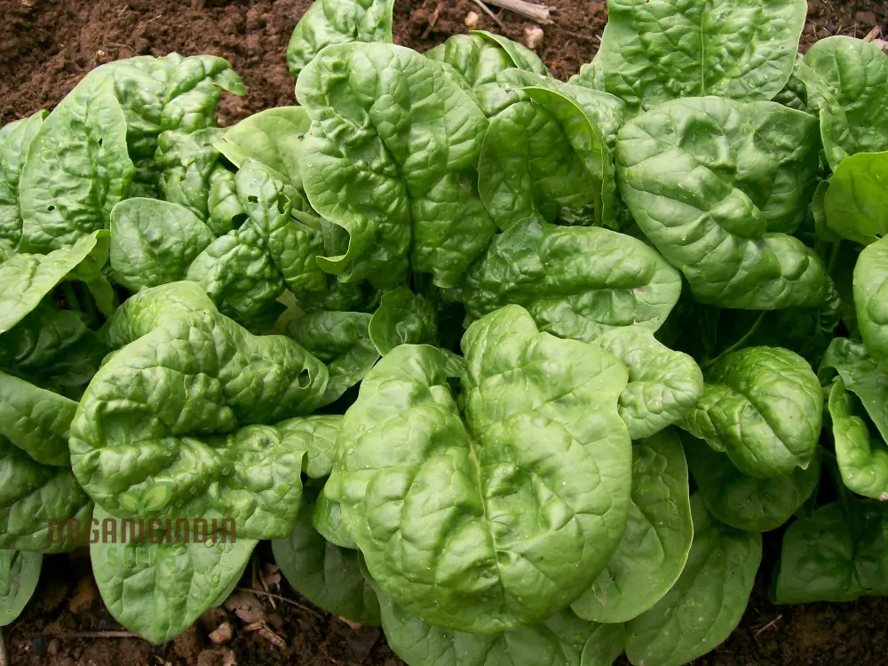 Bloomsdale Spinach Vegetable Seeds, Premium Quality Seeds for Your Garden, Ideal for Home Gardening - Image 4