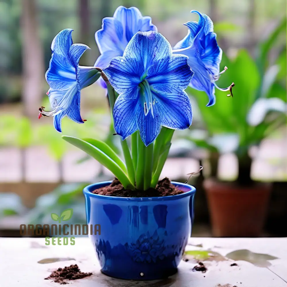 Blue Amaryllis Lily Seeds, Premium Blue Belladonna and Lily Seeds for Planting and Gardening, Cultivate Exquisite Blue Blooms in Your Garden