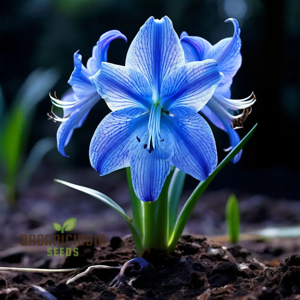 Blue Amaryllis Lily Seeds, Premium Blue Belladonna and Lily Seeds for Planting and Gardening, Cultivate Exquisite Blue Blooms in Your Garden - Image 3