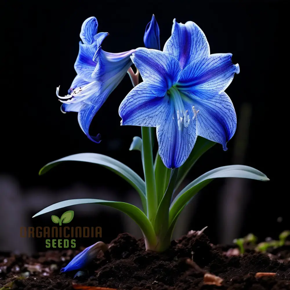 Blue Amaryllis Lily Seeds, Premium Blue Belladonna and Lily Seeds for Planting and Gardening, Cultivate Exquisite Blue Blooms in Your Garden - Image 4