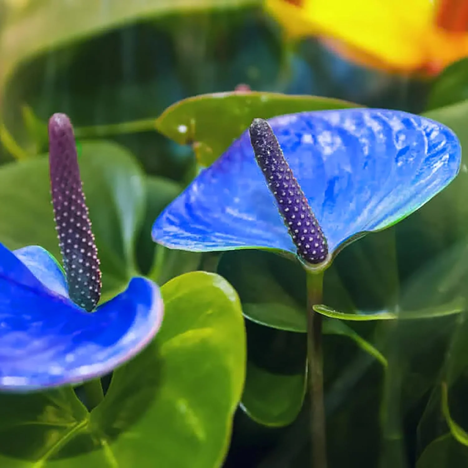 Blue Anthurium Flowers seeds, Grow Your Own Birch Tree Plant, Premium Seeds for Beautiful Indoor Gardens