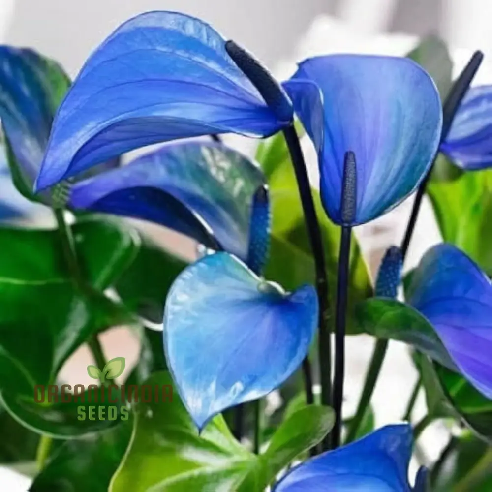 Blue Anthurium Flowers seeds, Grow Your Own Birch Tree Plant, Premium Seeds for Beautiful Indoor Gardens - Image 3