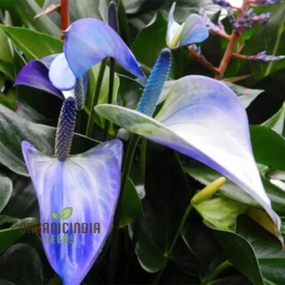 Blue Anthurium Flowers seeds, Grow Your Own Birch Tree Plant, Premium Seeds for Beautiful Indoor Gardens - Image 4