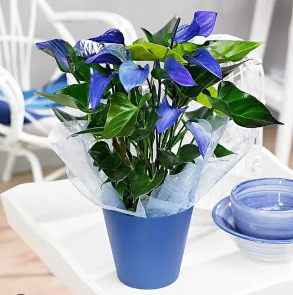 Blue Anthurium Flowers seeds, Grow Your Own Birch Tree Plant, Premium Seeds for Beautiful Indoor Gardens - Image 5