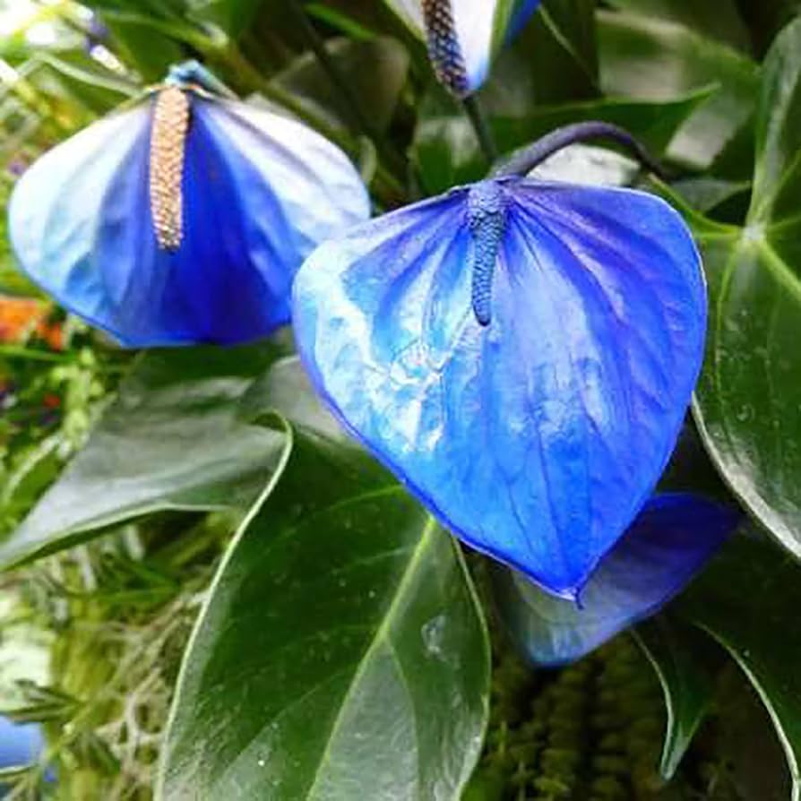 Blue Anthurium Flowers seeds, Grow Your Own Birch Tree Plant, Premium Seeds for Beautiful Indoor Gardens - Image 6