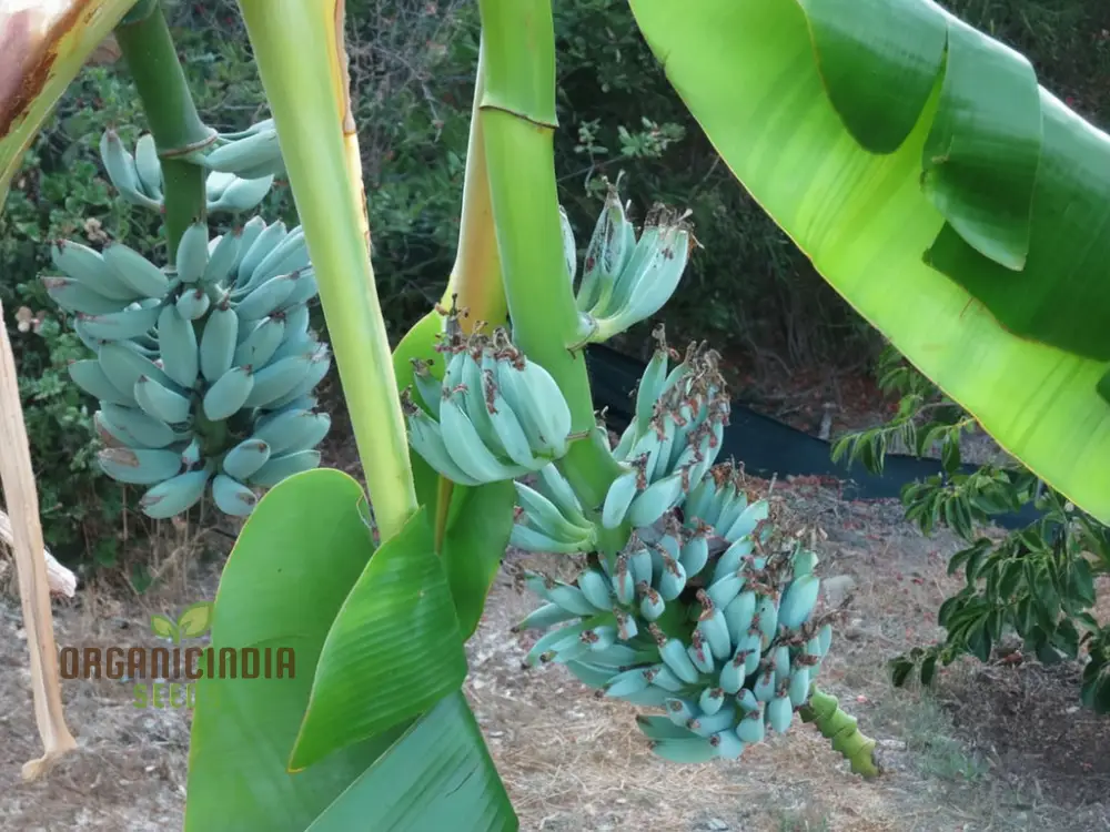Blue Banana Fruit Seeds for Planting, Enhance Your Garden with Exotic Fruit Seeds - Image 4