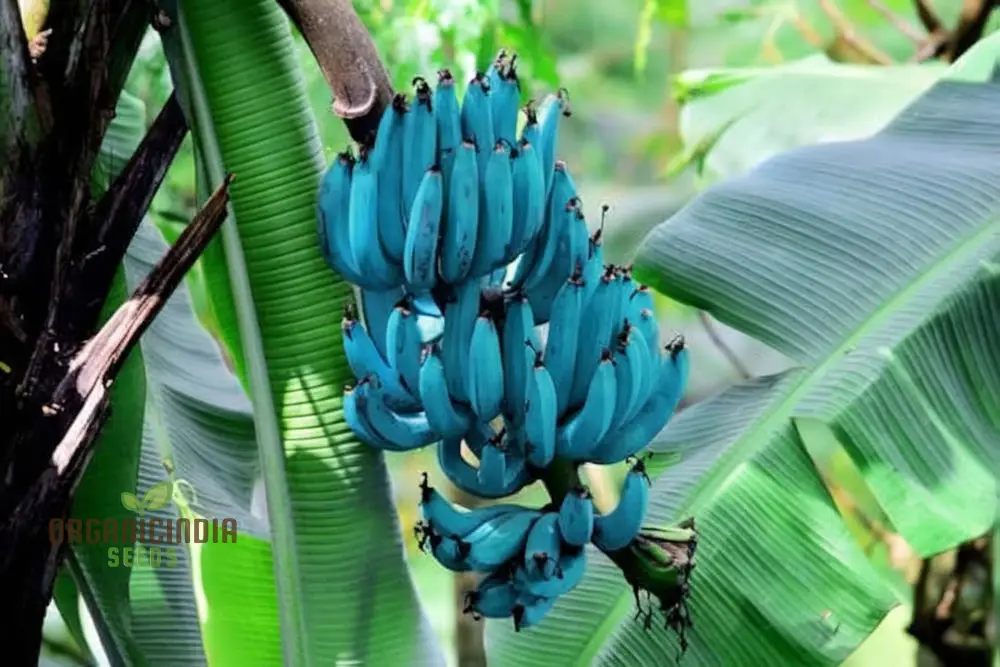 Blue Banana Fruit Seeds for Planting, Enhance Your Garden with Exotic Fruit Seeds - Image 5