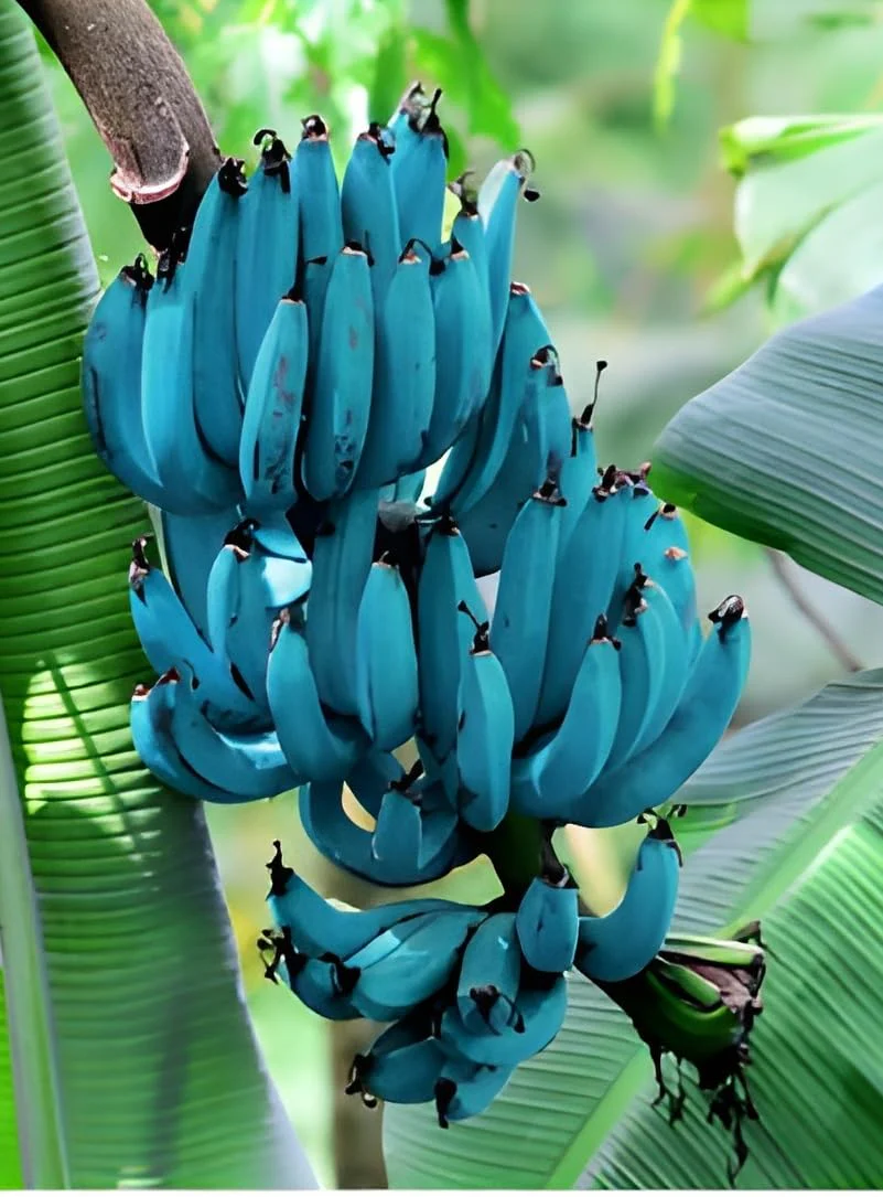 Blue Banana Fruit Seeds for Planting, Enhance Your Garden with Exotic Fruit Seeds - Image 6