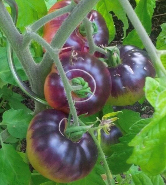 Blue Beauty Tomato Seeds – Heirloom, Organic, High-Yield & Stunning Color - Image 2