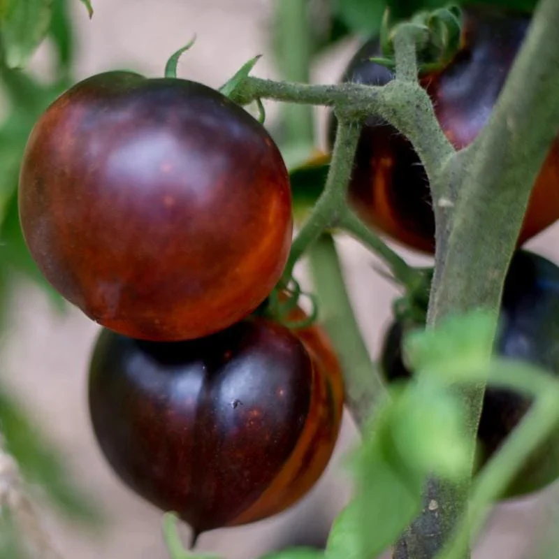Blue Beauty Tomato Seeds – Heirloom, Organic, High-Yield & Stunning Color - Image 3