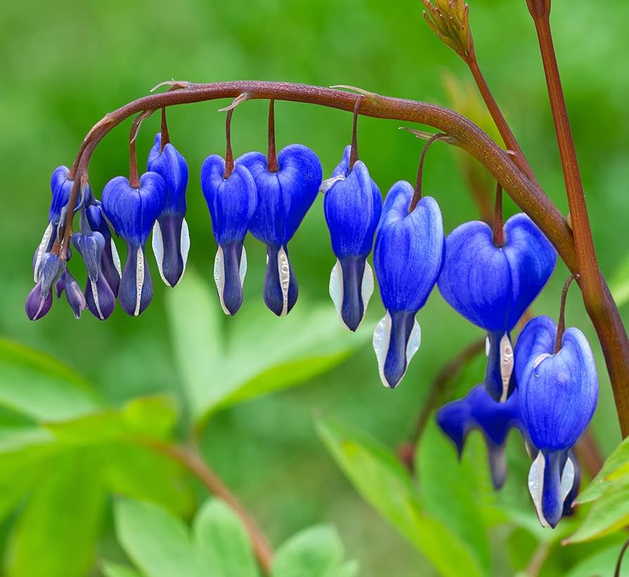 Blue Bleeding Heart Flower Seeds for Shade Garden