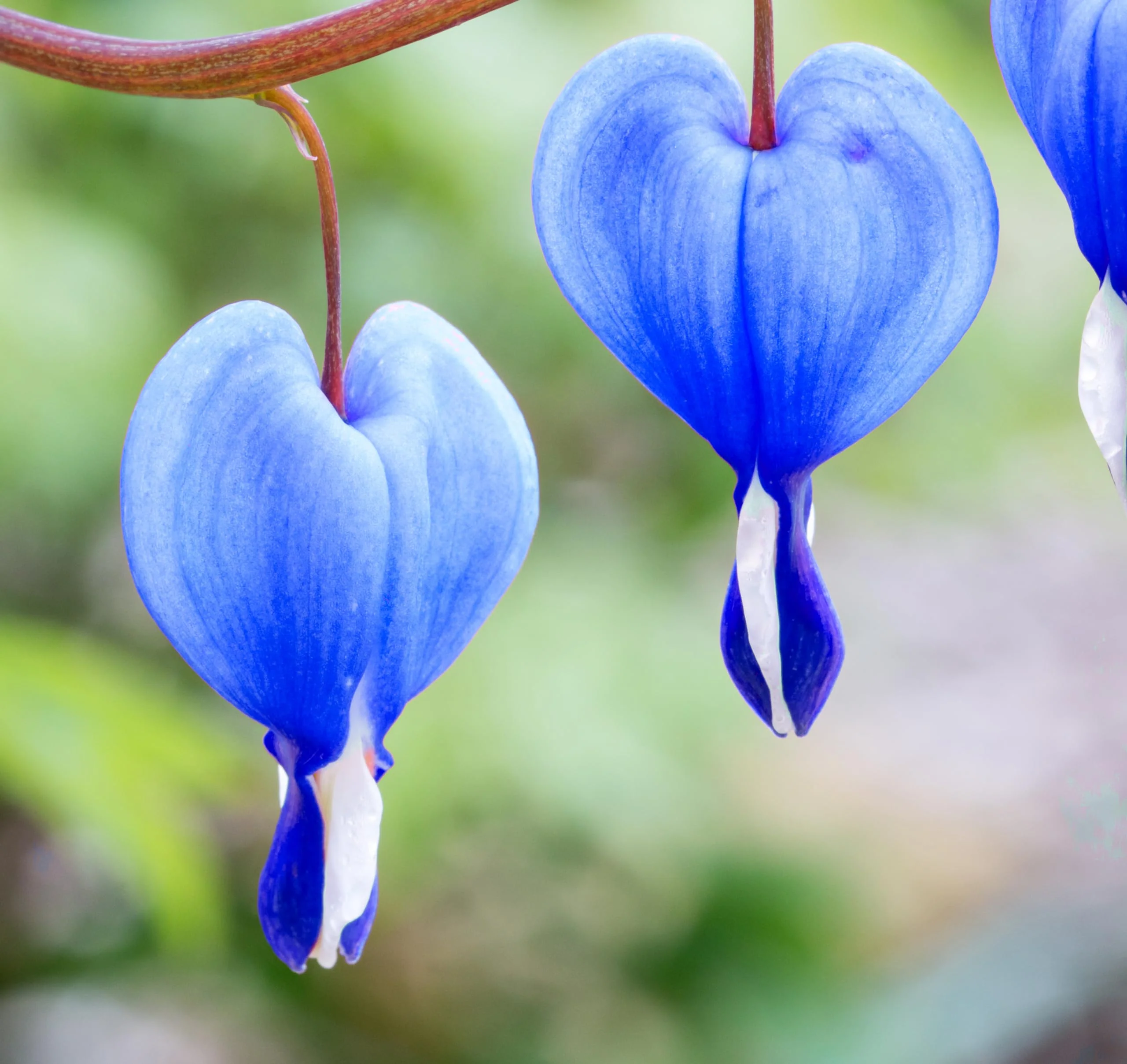 Blue Bleeding Heart Flower Seeds for Shade Garden - Image 2