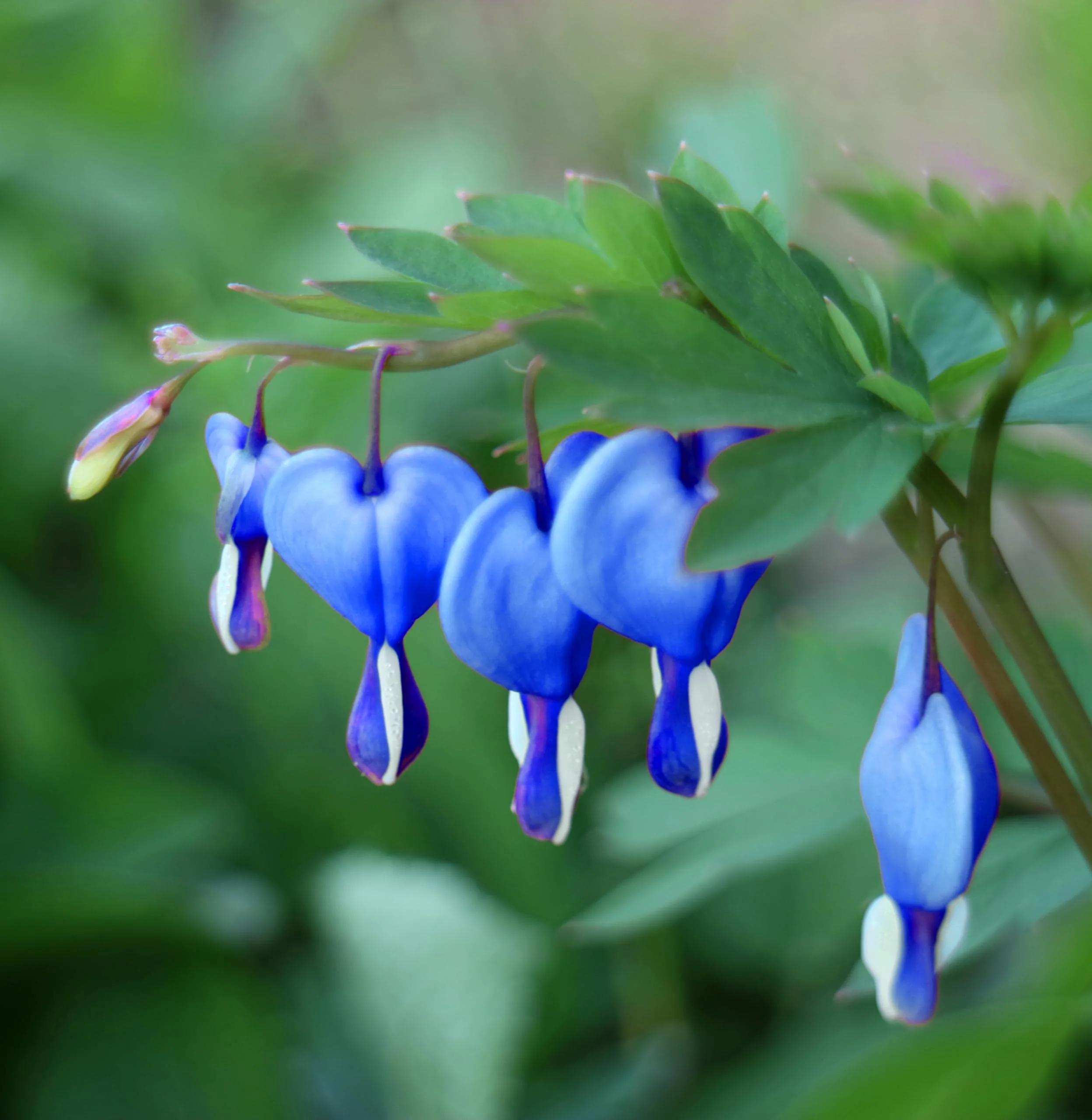 Blue Bleeding Heart Flower Seeds for Shade Garden - Image 4