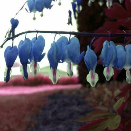 Blue Bleeding Heart Flower Seeds for Shade Garden - Image 5