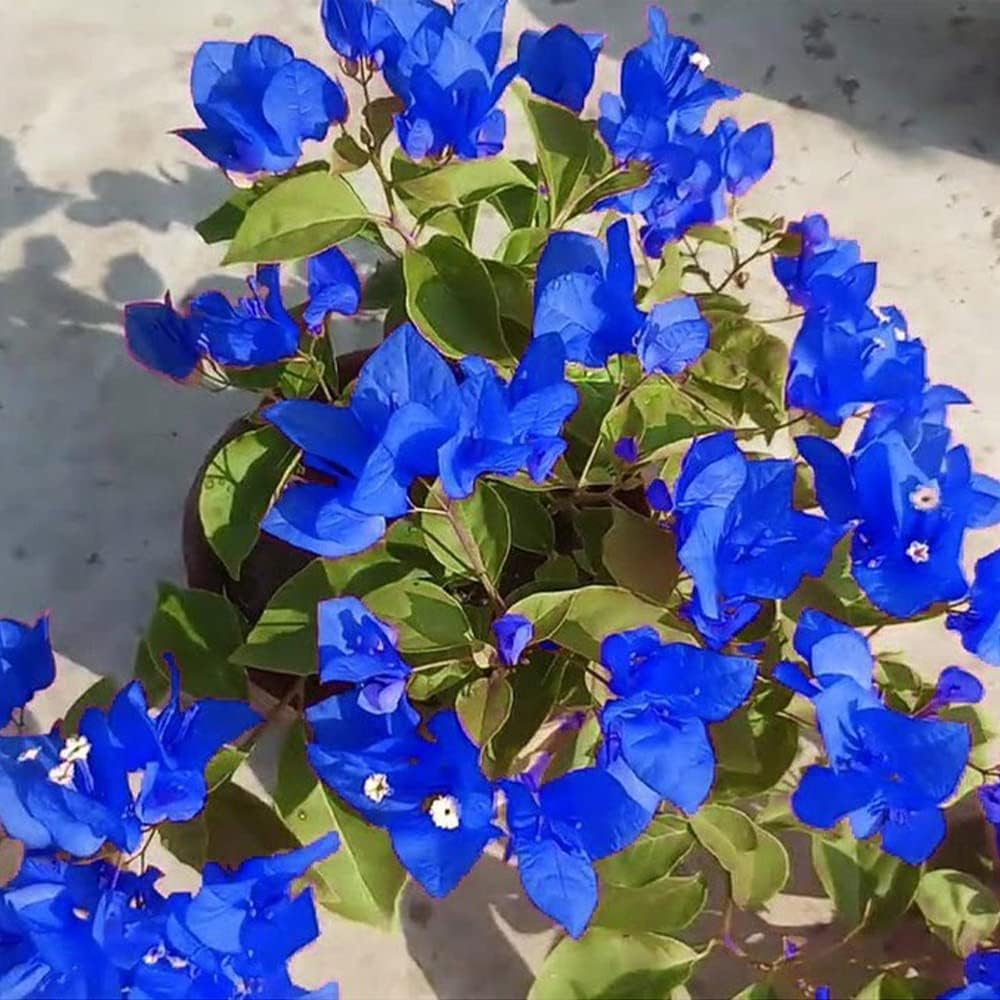 Blue Bougainvillea Flower Seeds - Stunning Mediterranean Beauty for Your Garden - Image 5