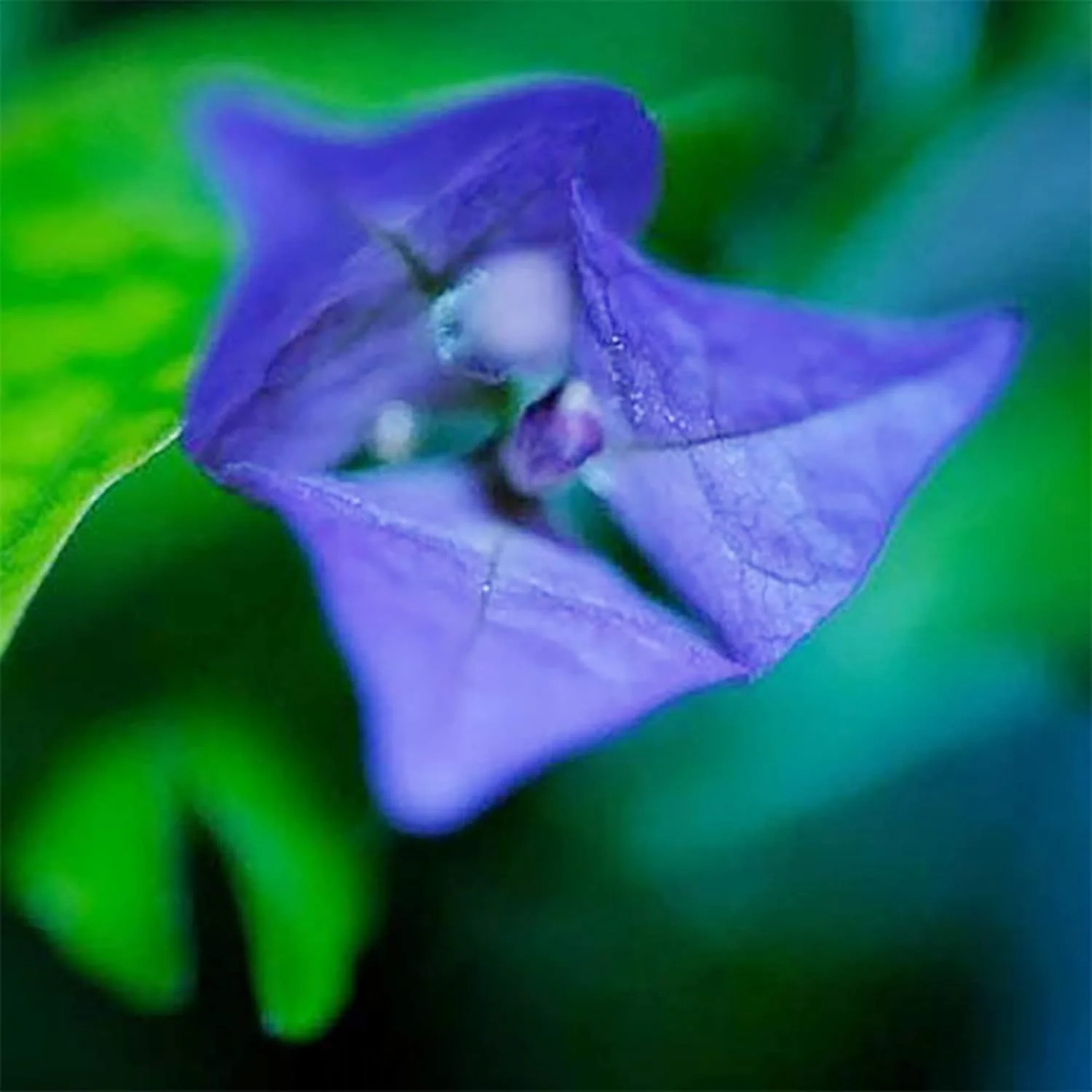 Blue Bougainvillea Spectabilis Seeds for Planting  Vibrant Showy Bracts