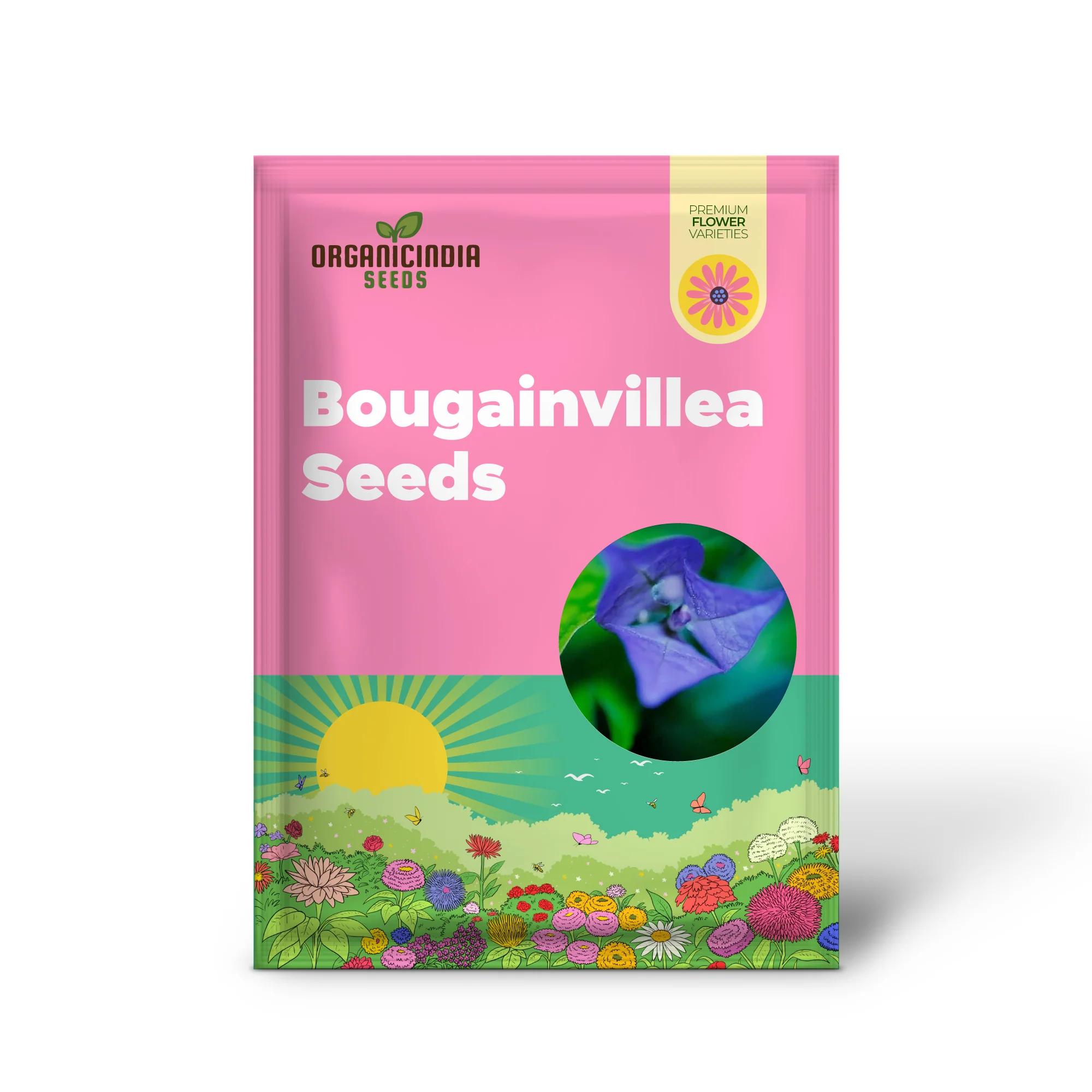 Blue Bougainvillea Spectabilis Seeds for Planting  Vibrant Showy Bracts - Image 2