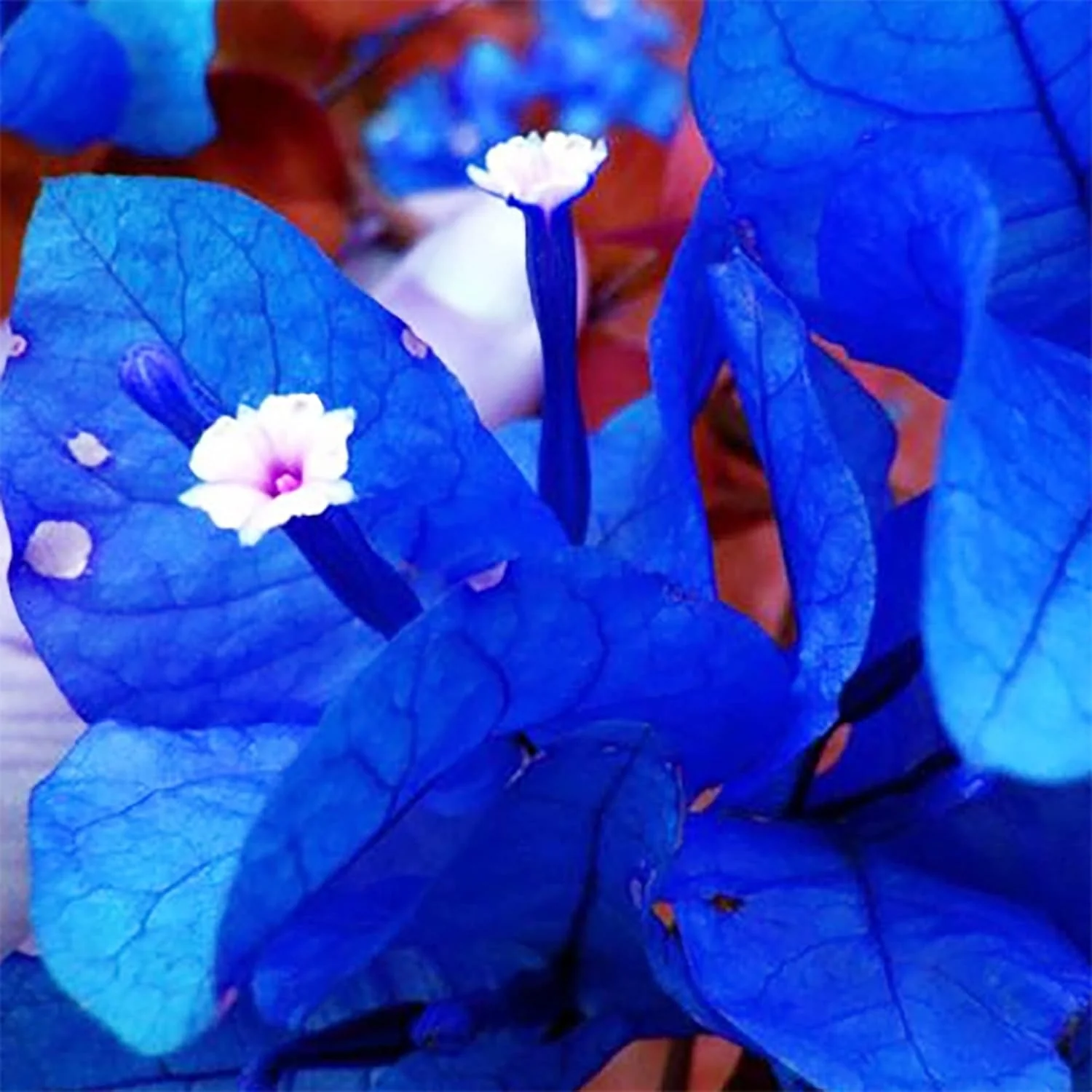 Blue Bougainvillea Spectabilis Seeds for Planting  Vibrant Showy Bracts - Image 3