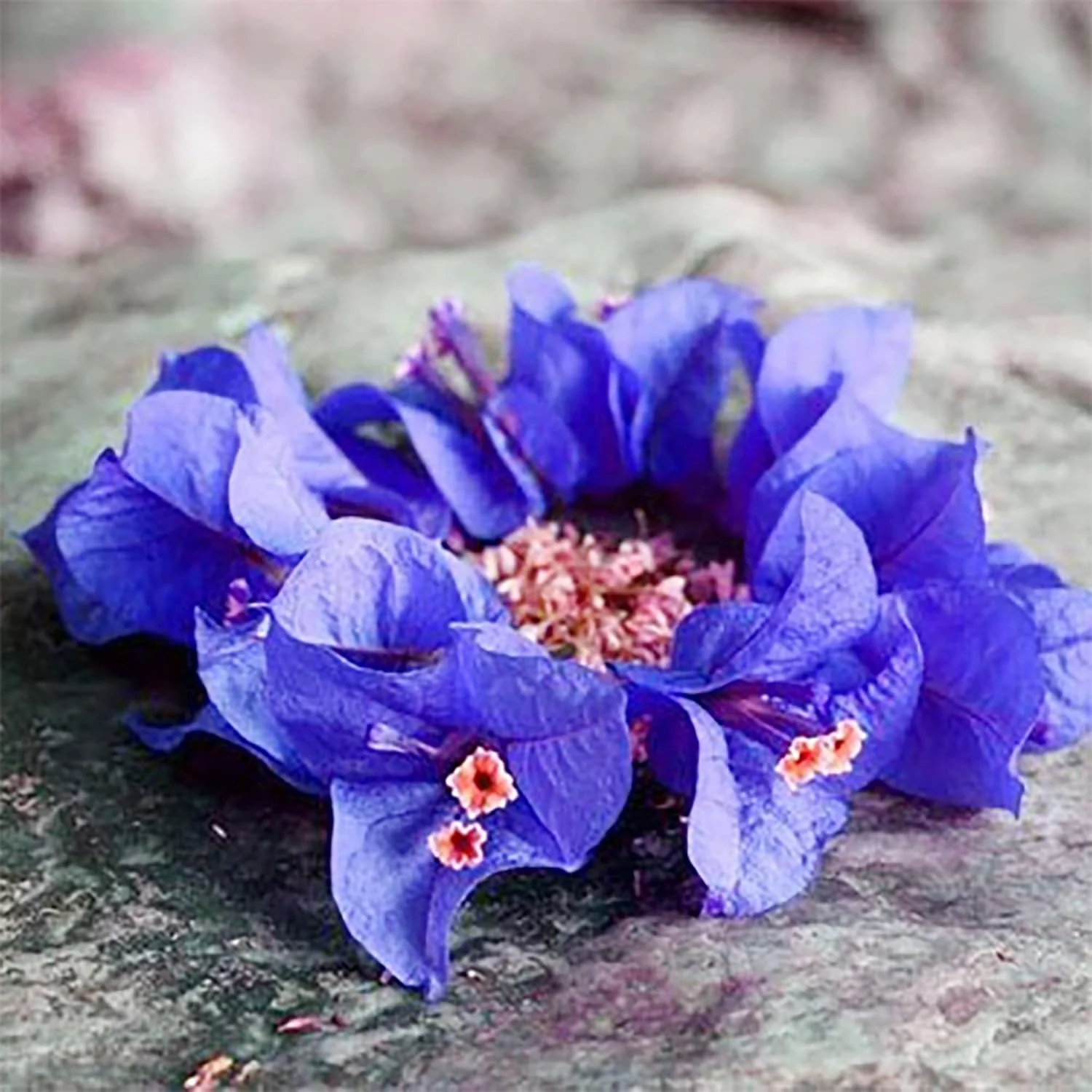 Blue Bougainvillea Spectabilis Seeds for Planting  Vibrant Showy Bracts - Image 4