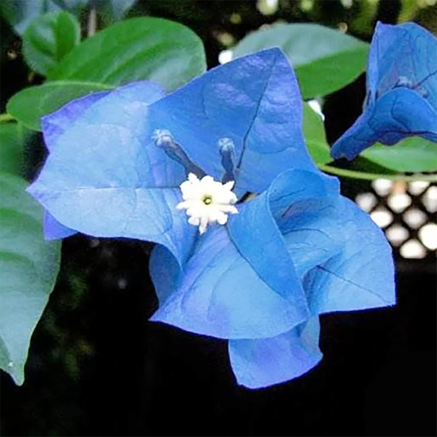 Blue Bougainvillea Spectabilis Seeds for Planting  Vibrant Showy Bracts - Image 5