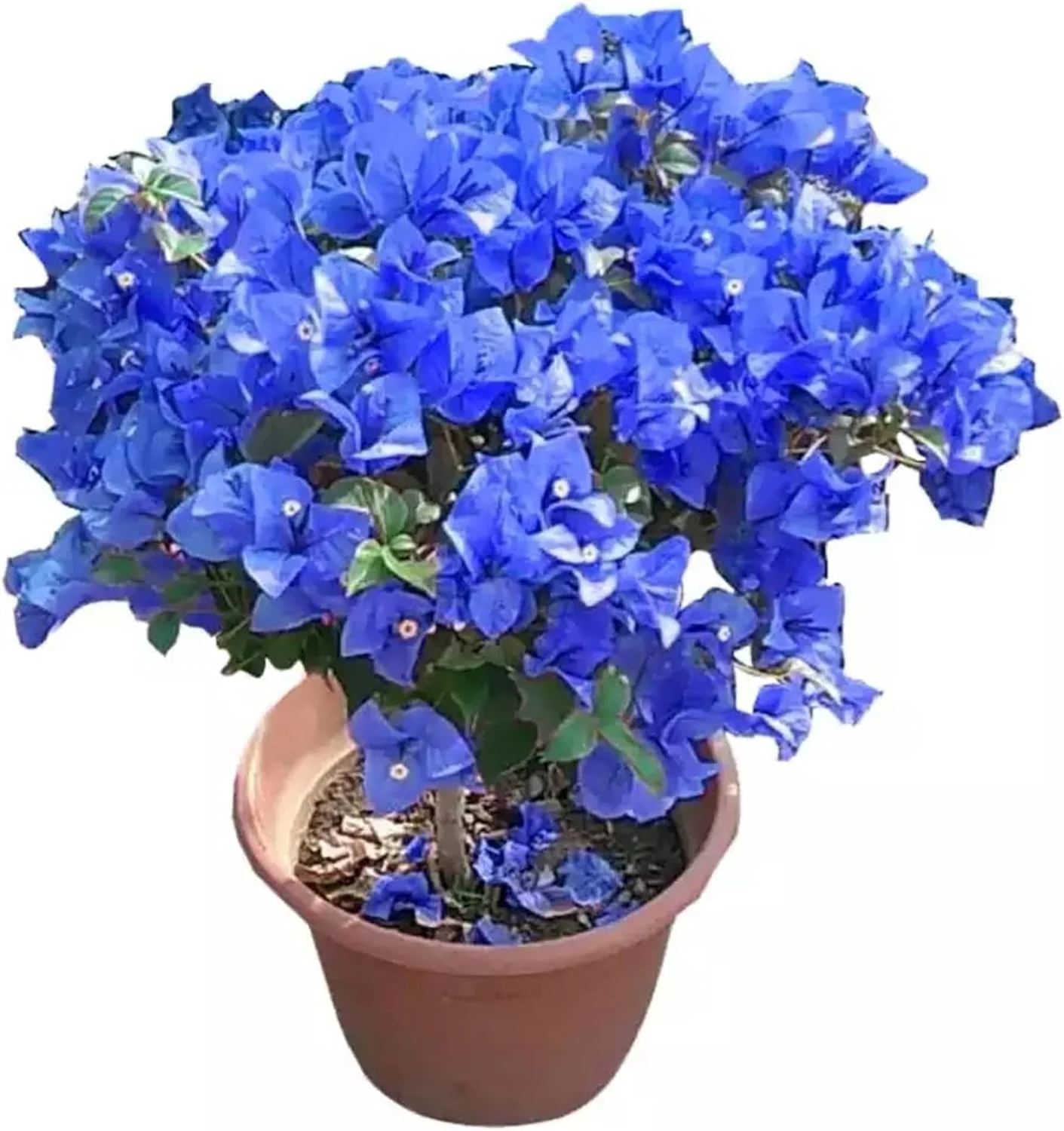 Blue Bougainvillea Spectabilis Seeds for Planting  Vibrant Showy Bracts - Image 6
