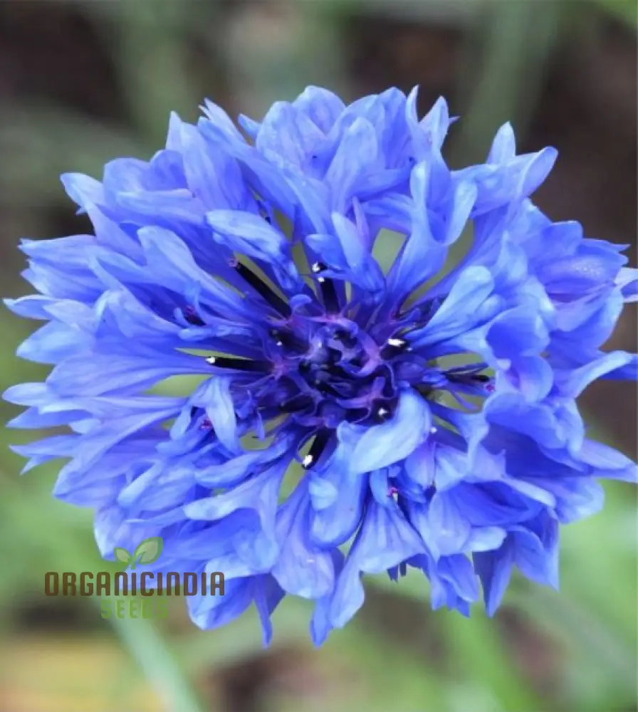 Blue Boy Bachelor's Buttons Seeds - Perfect for Vibrant Garden Flowers, Easy Planting & Gardening