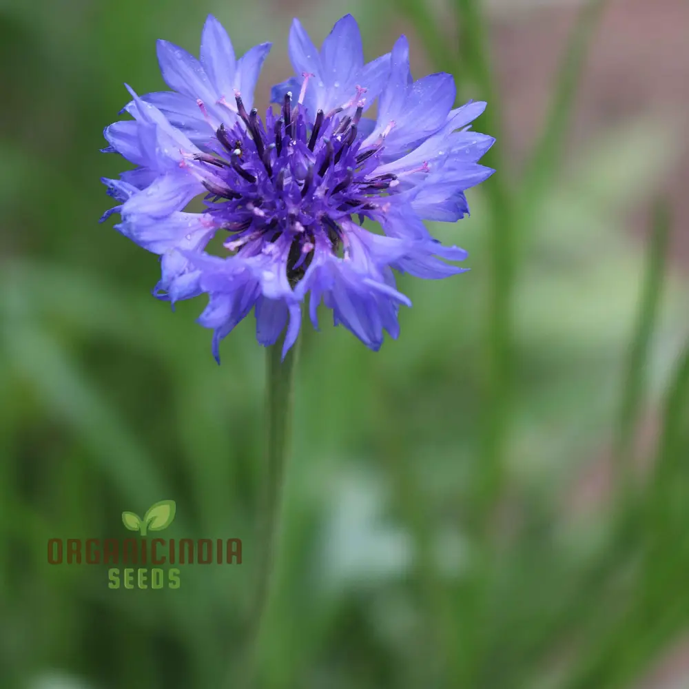 Blue Boy Bachelor's Buttons Seeds - Perfect for Vibrant Garden Flowers, Easy Planting & Gardening - Image 3