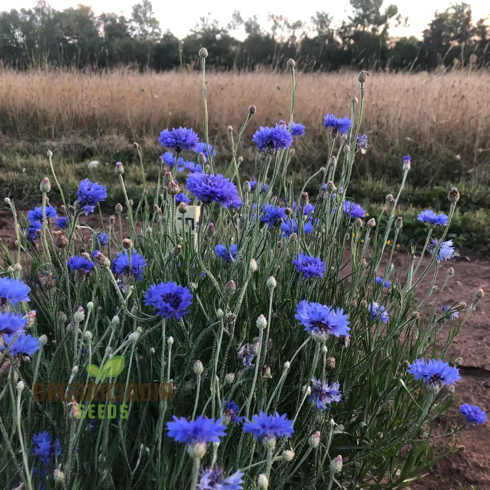 Blue Boy Bachelor's Buttons Seeds - Perfect for Vibrant Garden Flowers, Easy Planting & Gardening - Image 4